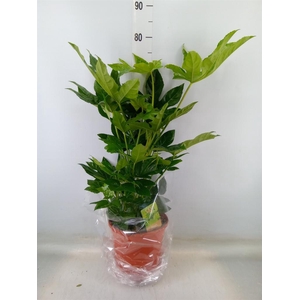 Fatsia japonica   ...