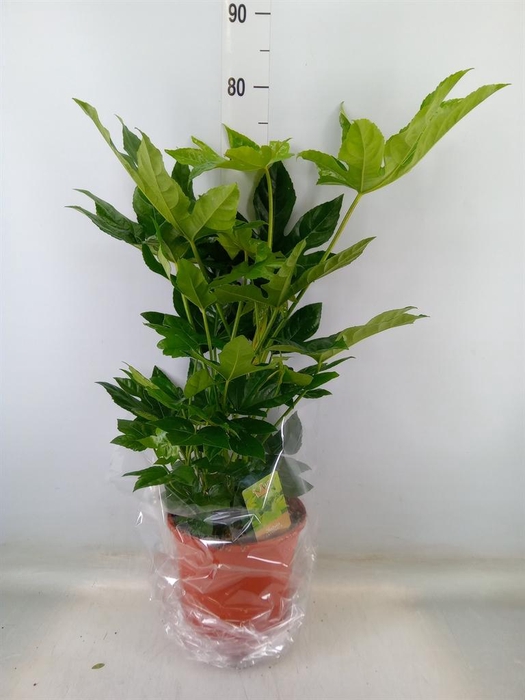 <h4>Fatsia japonica   ...</h4>