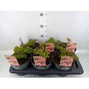 Dicentra spectabilis