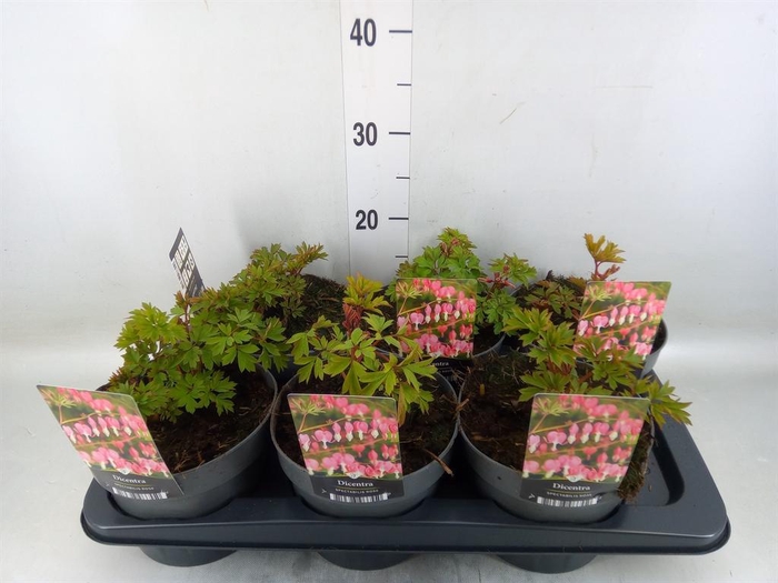 <h4>Dicentra spectabilis</h4>