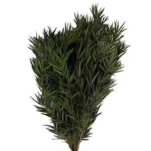 Podocarpus