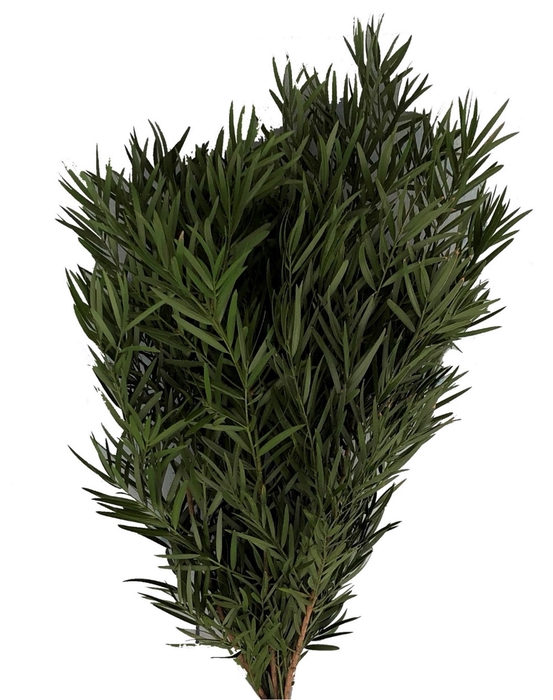 <h4>Podocarpus</h4>