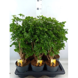 Polyscias fruticosa