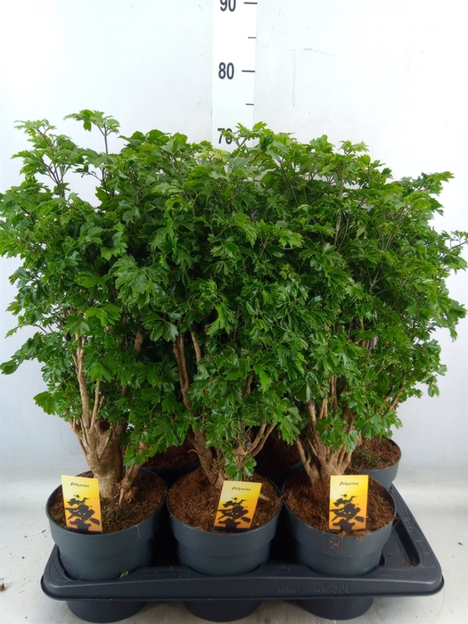 <h4>Polyscias fruticosa</h4>