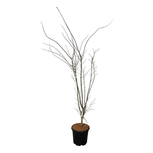 Acer pal. 'Summer Gold'