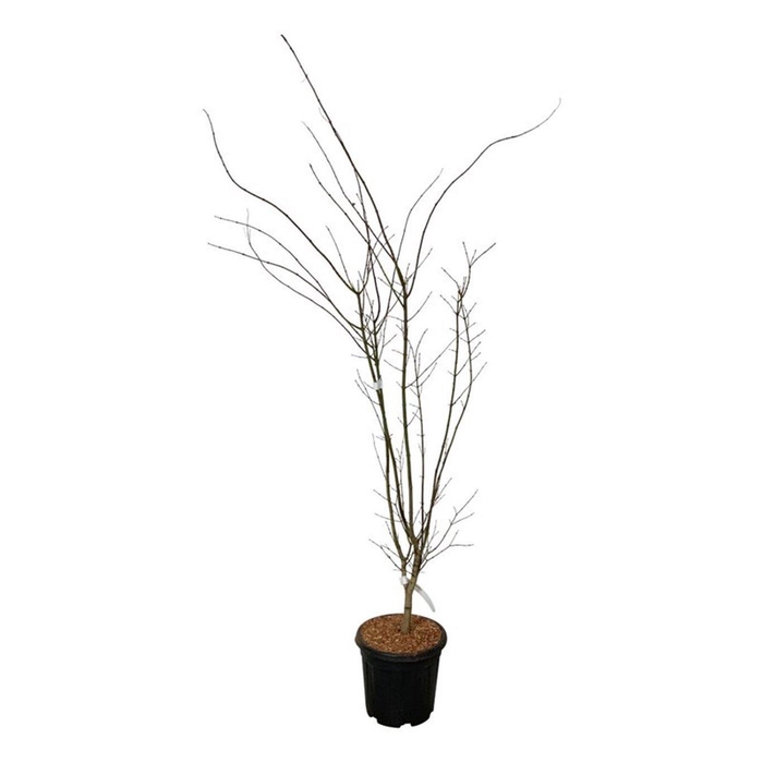 <h4>Acer pal. 'Summer Gold'</h4>