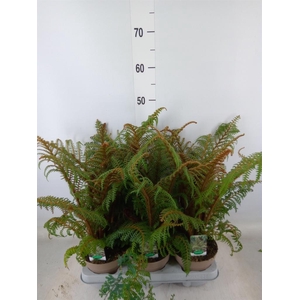 Cyathea tomentosissima