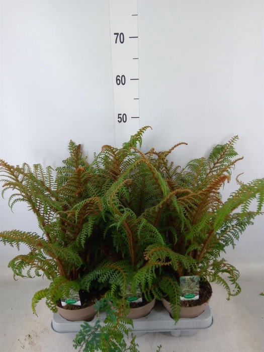 <h4>Cyathea tomentosissima</h4>