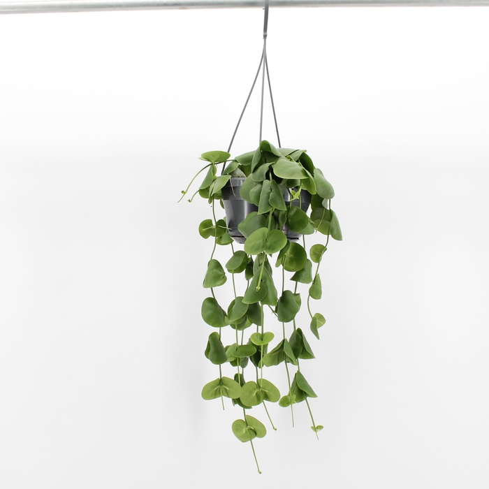 <h4>Dischidia Platyphylla</h4>