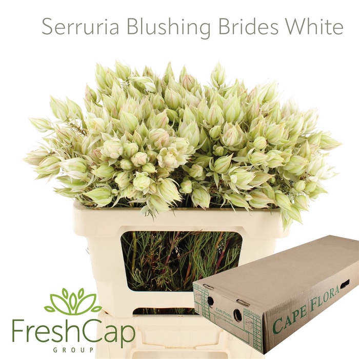 <h4>Serruria Blushing Brides White 4-5 Flwr</h4>