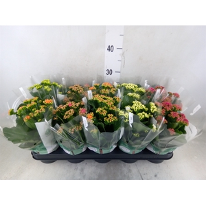 Kalanchoe blos. 'RosDon Collection'