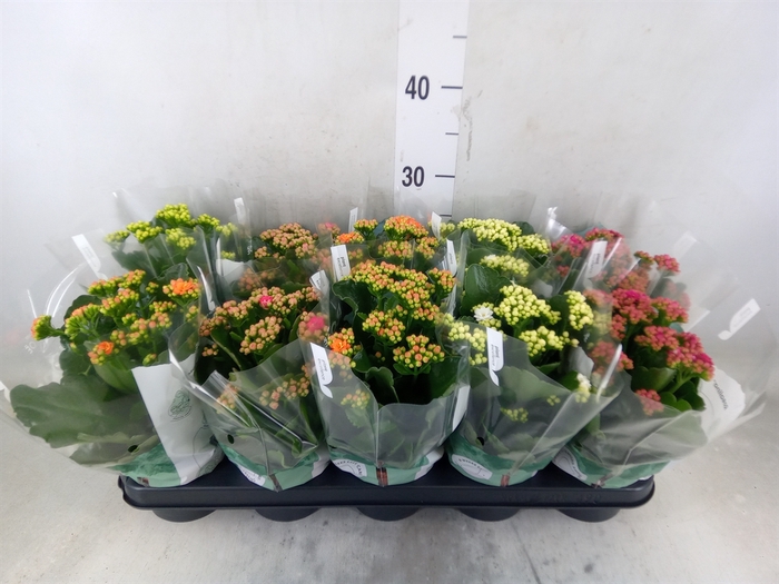 <h4>Kalanchoe blos. 'RosDon Collection'</h4>