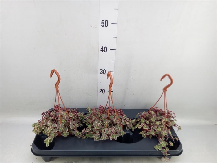 <h4>Crassula marginalis</h4>