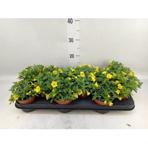 Calibrachoa  'Minifam Sun Yellow'