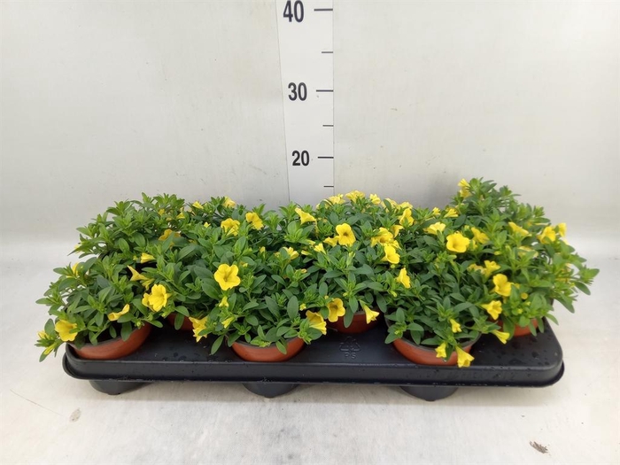 <h4>Calibrachoa  'Minifam Sun Yellow'</h4>