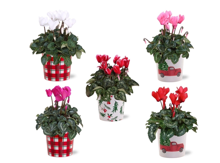 <h4>Collectie "Craft World" Cyclamen in smartcup Noel</h4>