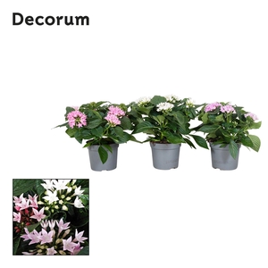 Starcluster 2/3 kleuren mix Decorum