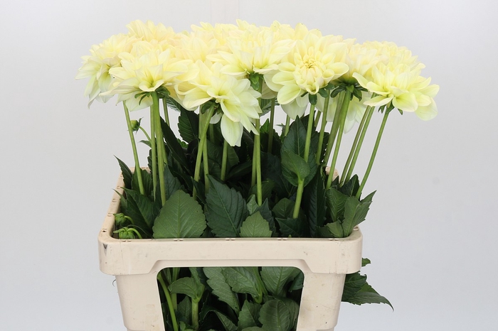 <h4>Dahlia Champagne</h4>