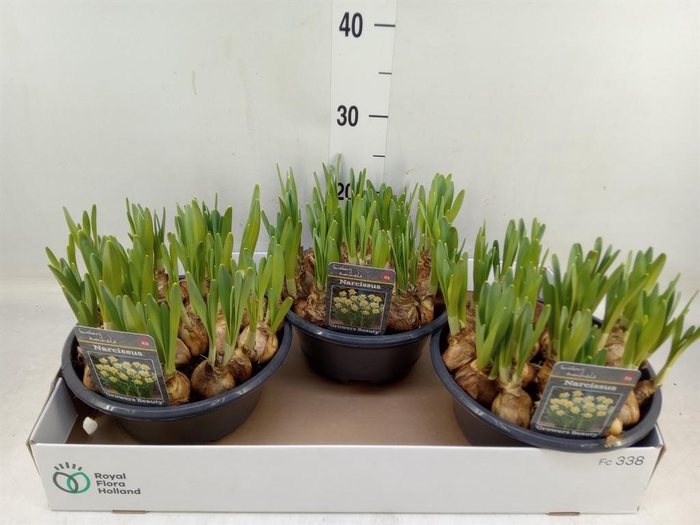 <h4>Narcissus   ...</h4>