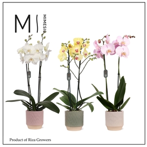 Mimesis Phal. Mix - 2 spike 12cm in Luna mix ceramic