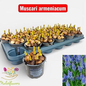 MUSCAR ARMENIACUM