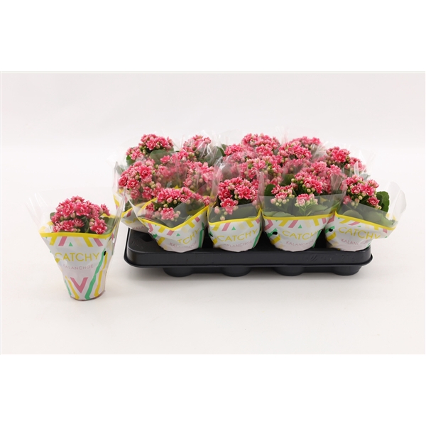 <h4>Kalanchoe Double Sylca</h4>