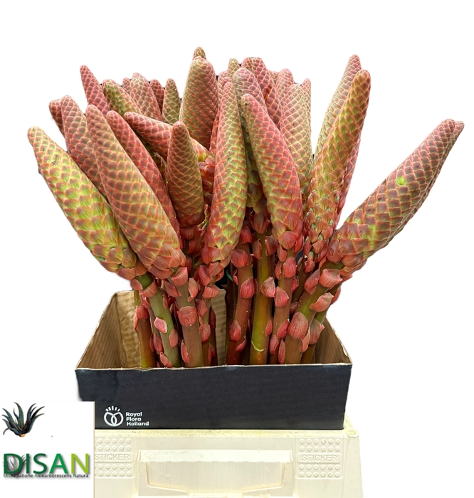 <h4>ALOE ARBORESCENS</h4>