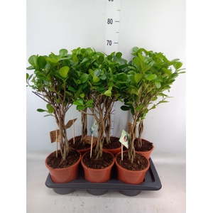 Ficus microcarpa 'Moclame'