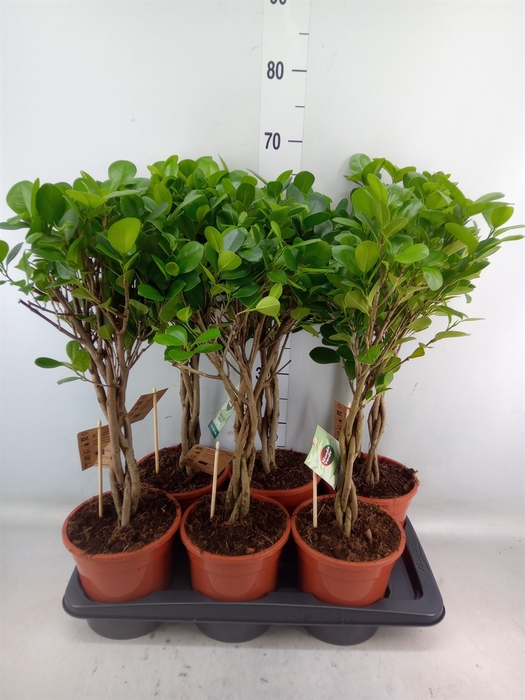 <h4>Ficus microcarpa 'Moclame'</h4>