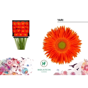 Gerbera Spider Yari Diamond per kaart