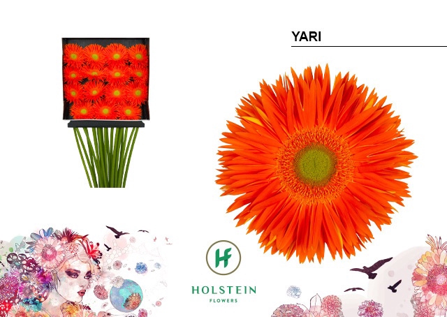 <h4>Gerbera Spider Yari Diamond per kaart</h4>