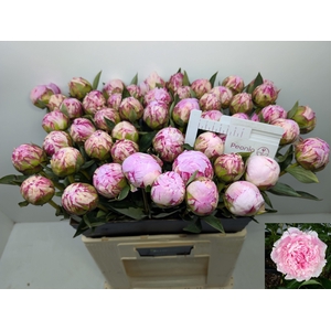 PAEO L SARA BERNHARD