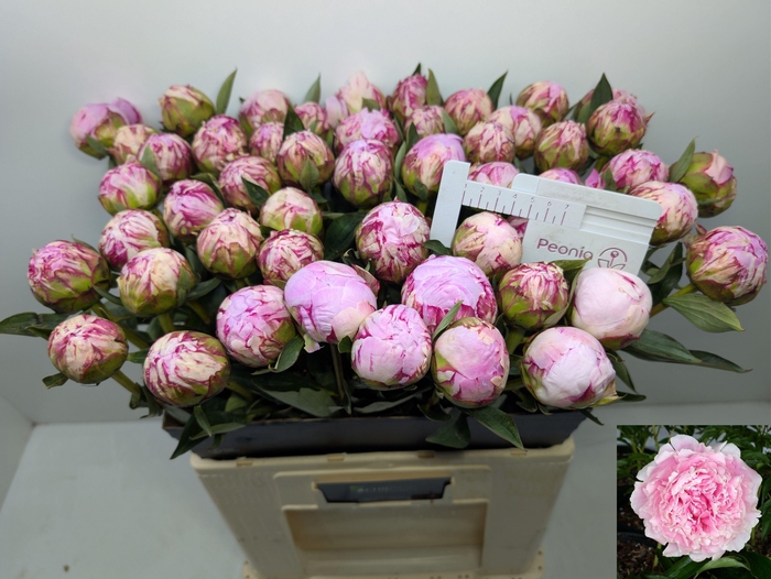 <h4>PAEO L SARA BERNHARD</h4>