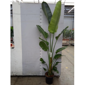 Strelitzia nicolai