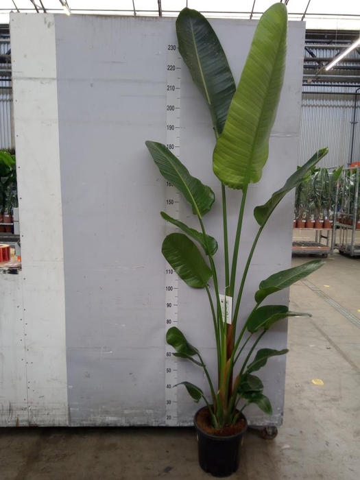 <h4>Strelitzia nicolai</h4>