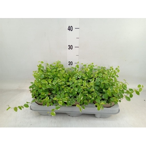 Ficus pumila 'White Sunny'