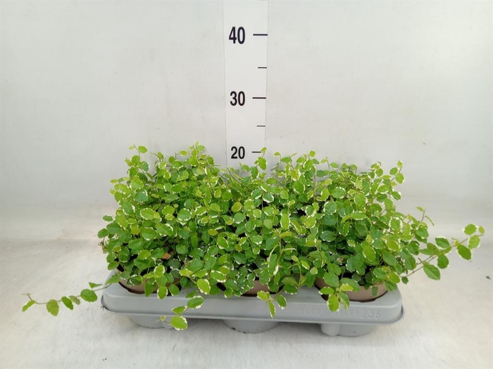 <h4>Ficus pumila 'White Sunny'</h4>