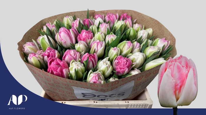 <h4>TU DU FOXTROT</h4>