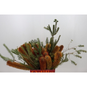 Banksia Ericifolia