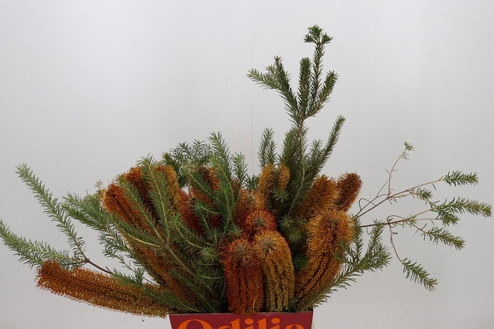 <h4>Banksia Ericifolia</h4>