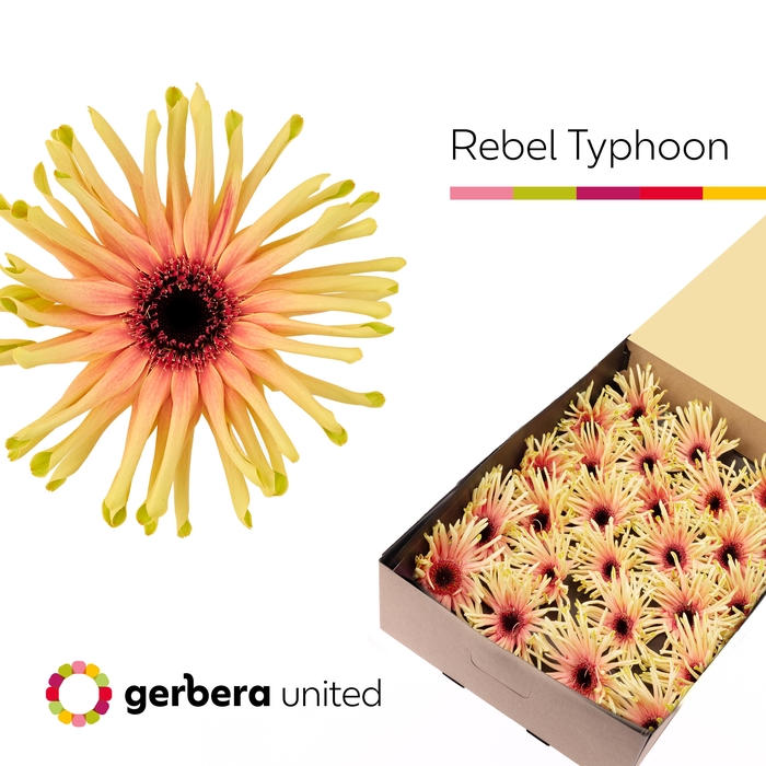 <h4>Gerbera Pasta Rebel Typhoon Doos</h4>