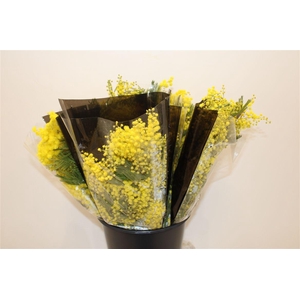 Mimosa Mirandole 200gr P Bunch