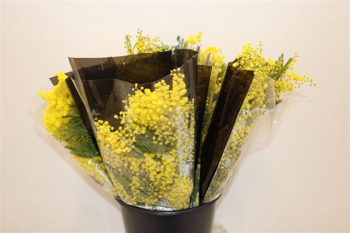 <h4>Mimosa Mirandole 200gr P Bunch</h4>