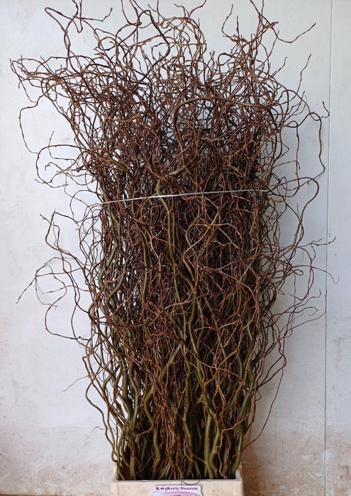 <h4>SALIX B TORTUOSA</h4>