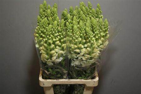 <h4>ANT POTO WHITE</h4>