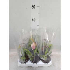 Paphiopedilum   ...
