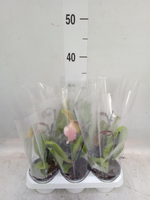 <h4>Paphiopedilum   ...</h4>