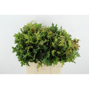 QUERC PALUSTRIS 60CM