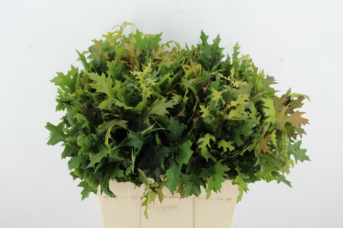 <h4>QUERCUS PALUSTRIS</h4>