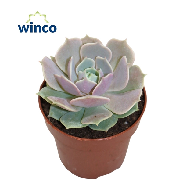 <h4>Echeveria Lola</h4>